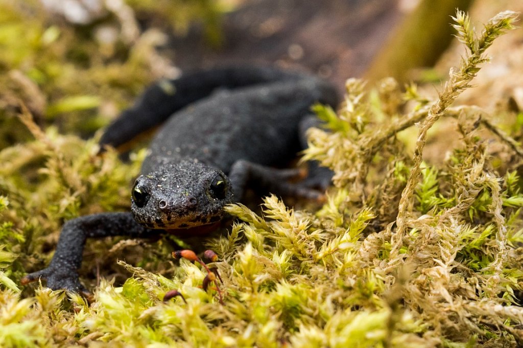 Teichmolch-common-newt-Lissotriton-vulgaris.jpg