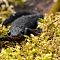 Teichmolch-common-newt-Lissotriton-vulgaris.jpg
