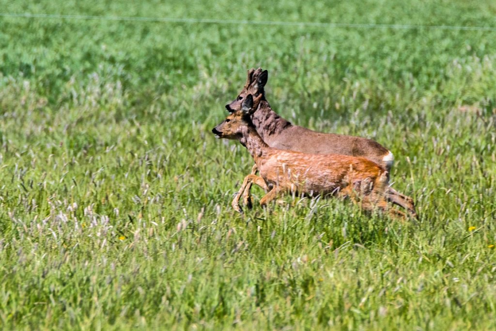 Rehe-auf-der-Flucht.jpg