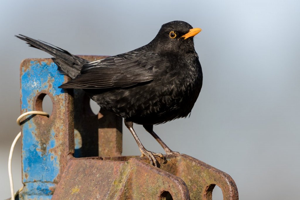 Amsel-Maennchen-Turdue-merule-Blackbird.JPG