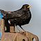 Amsel-Maennchen-Turdue-merule-Blackbird.JPG