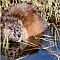 Bisam-Ondatra-zibethicus-Muskrat.jpg
