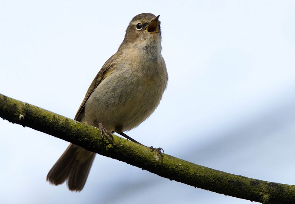 Zilpzalp-Phylloscopus-collybita-chiffchaff.jpg