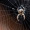 Gartenkreuzspinne-Araneus-diadematus-European-garden-spider.jpg