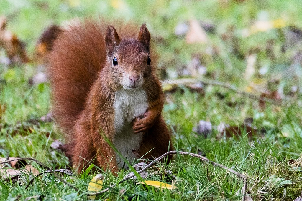 Eichhoernchen-2.jpg